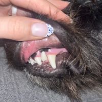 Healthy Woof ico