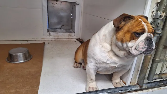 English Bulldog Central Llc Picture 2