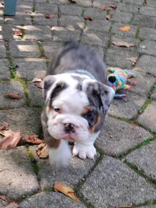 English Bulldog Central Llc Picture 3