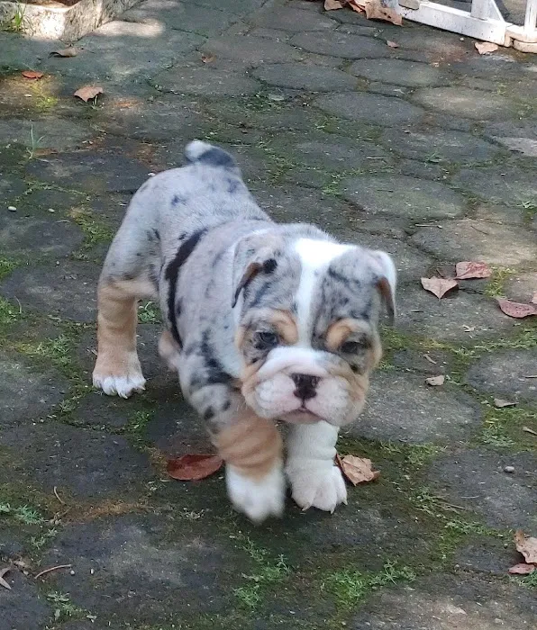 English Bulldog Central Llc Picture 5
