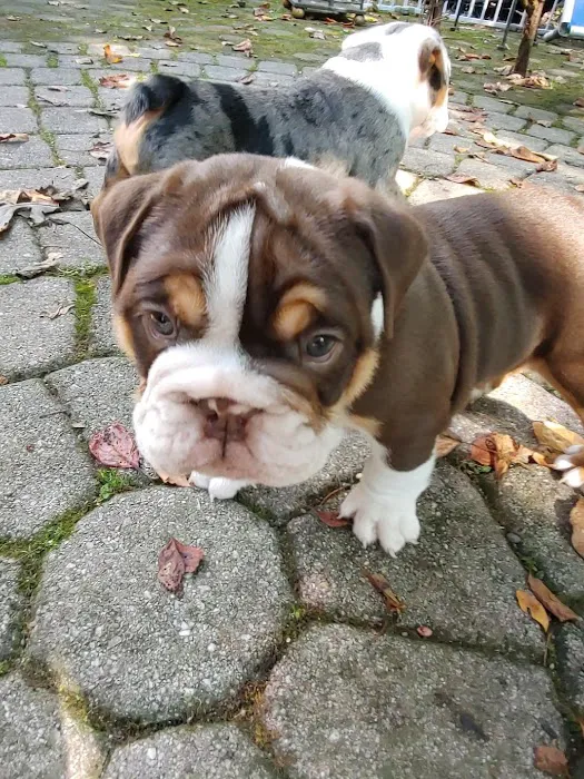 English Bulldog Central Llc Picture 6