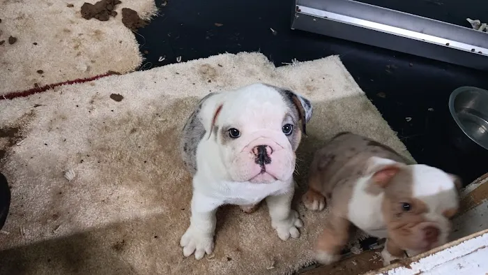 English Bulldog Central Llc Picture 9