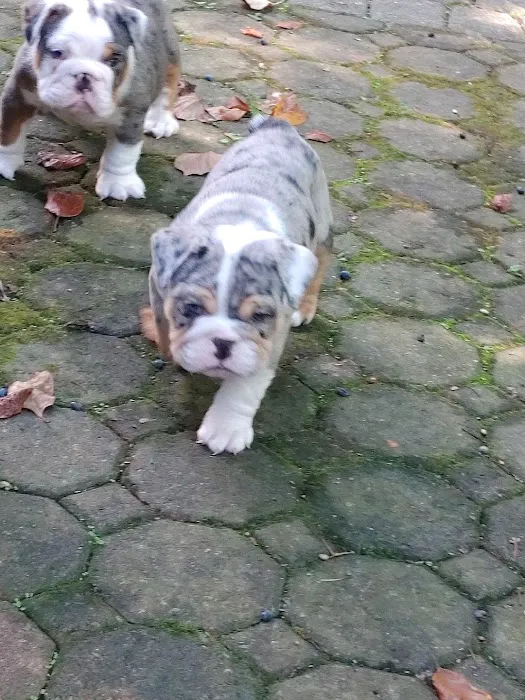 English Bulldog Central Llc Picture 8