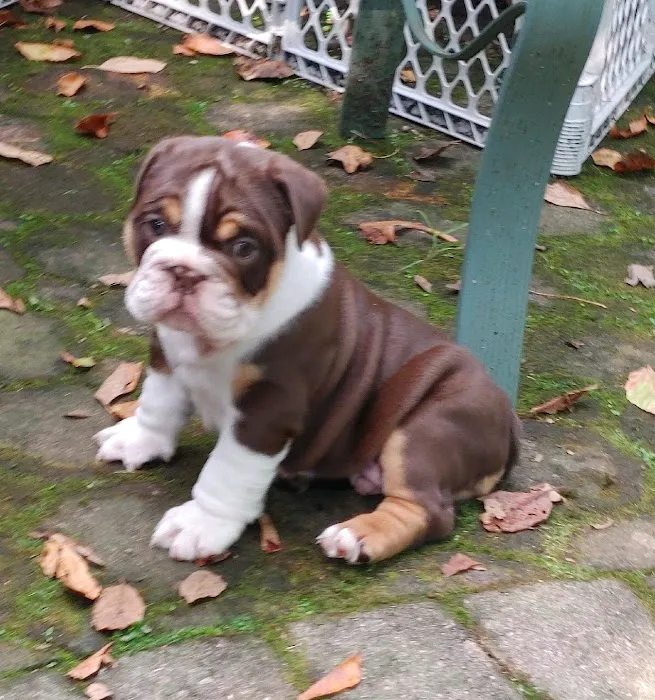English Bulldog Central Llc Picture 7