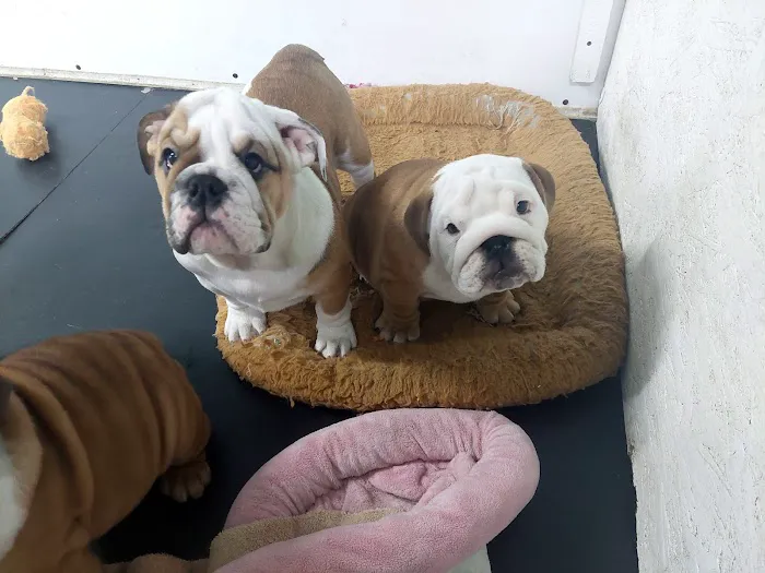 English Bulldog Central Llc Picture 10
