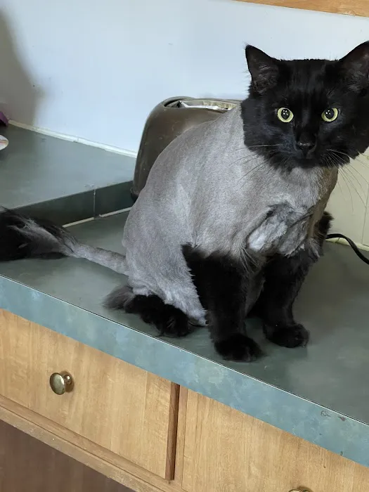 Pretty paws grooming salon Picture 1