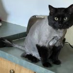 Pretty paws grooming salon