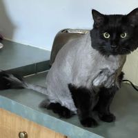 Pretty paws grooming salon ico