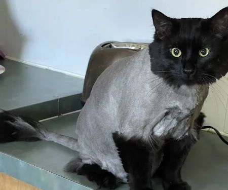 Pretty paws grooming salon