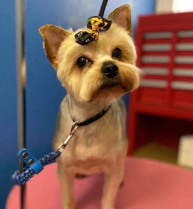 Pretty paws grooming salon Picture 3