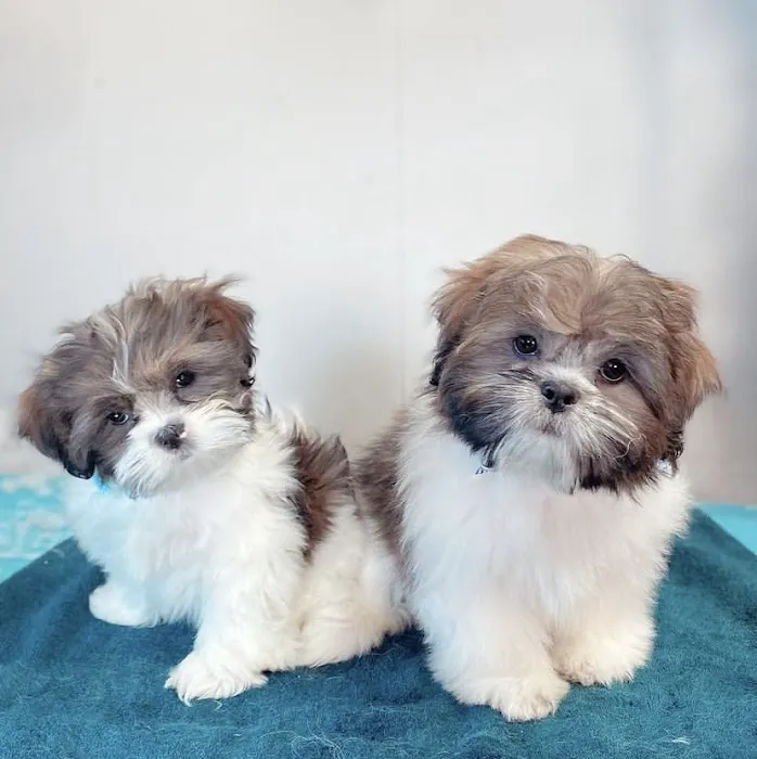 Pretty paws grooming salon Picture 2