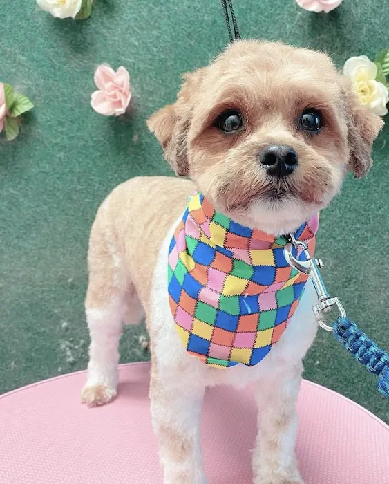 Pretty paws grooming salon Picture 5