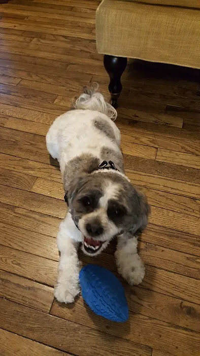 Pretty paws grooming salon Picture 7