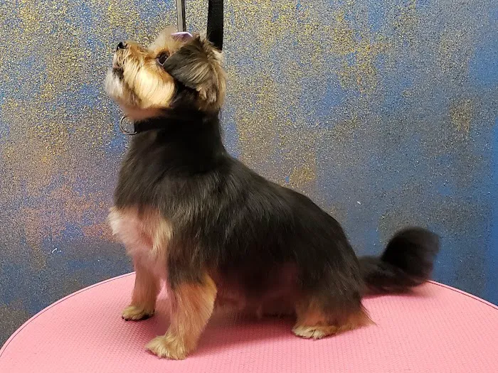 Pretty paws grooming salon Picture 10
