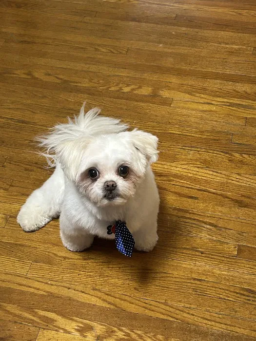 Pretty paws grooming salon Picture 8