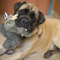 Red Bank Veterinary Hospital (RBVH) - Hillsborough ico