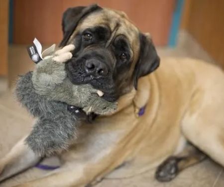 Red Bank Veterinary Hospital (RBVH) - Hillsborough