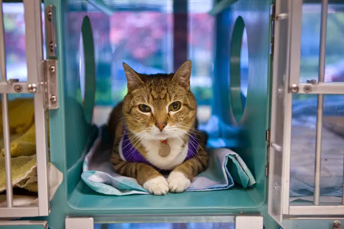 Red Bank Veterinary Hospital (RBVH) - Hillsborough Picture 5