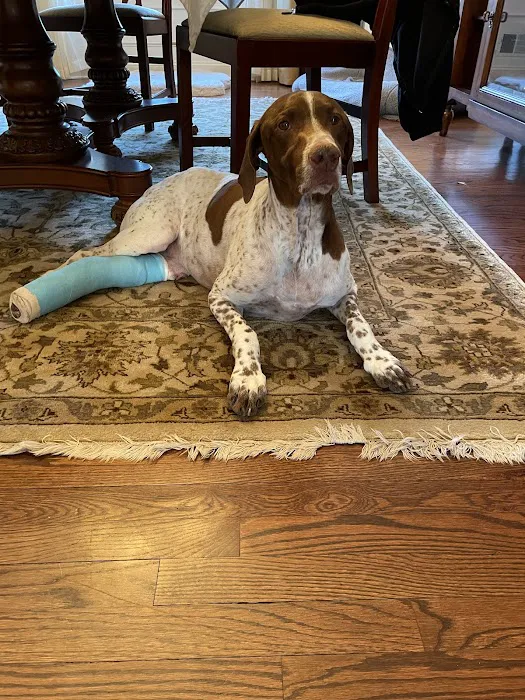 Red Bank Veterinary Hospital (RBVH) - Hillsborough Picture 8