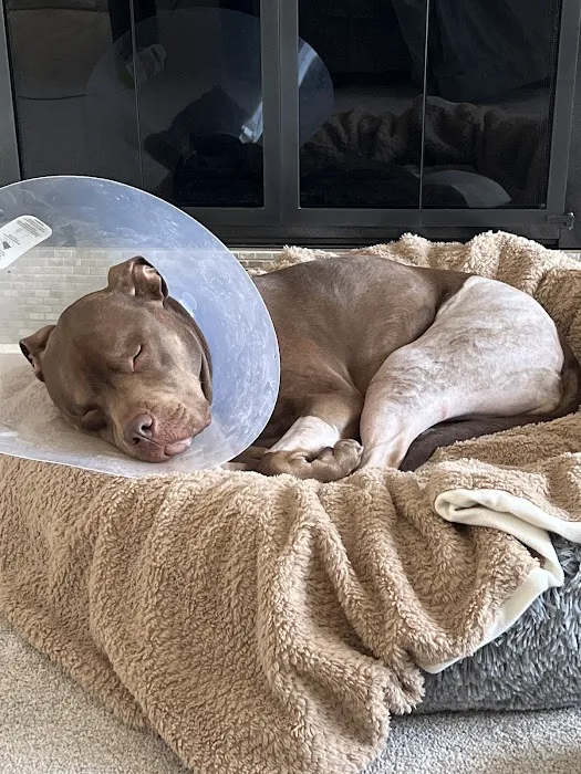 Red Bank Veterinary Hospital (RBVH) - Hillsborough Picture 7