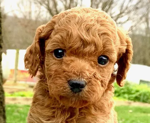 Spotts View Puppies Picture 2