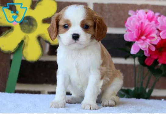 Spotts View Puppies Picture 3