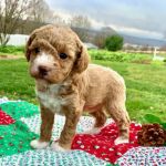Spotts View Puppies