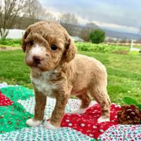 Spotts View Puppies ico
