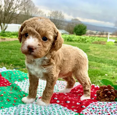 Spotts View Puppies Picture 4