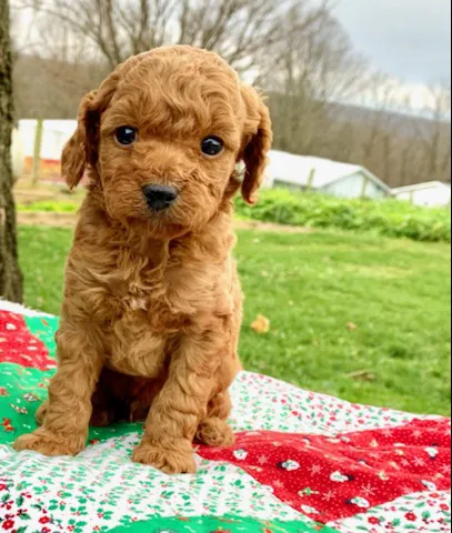 Spotts View Puppies Picture 6
