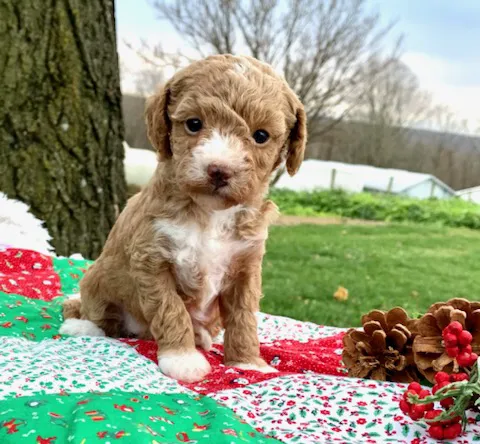 Spotts View Puppies Picture 7