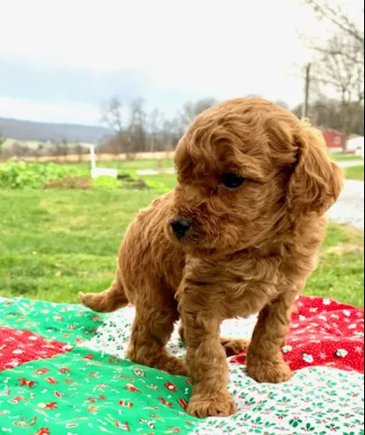 Spotts View Puppies Picture 9