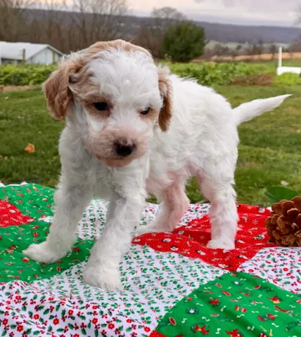Spotts View Puppies Picture 10