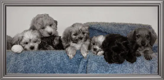 AA Ridgewood Kennels II Picture 3