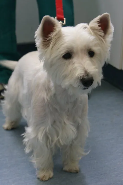 Twin Rivers Animal Hospital Picture 9