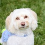 East Windsor Animal Hospital