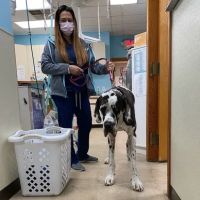 Raintree Veterinary Hospital Raintree Veterinary ico