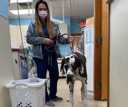 Raintree Veterinary Hospital Raintree Veterinary