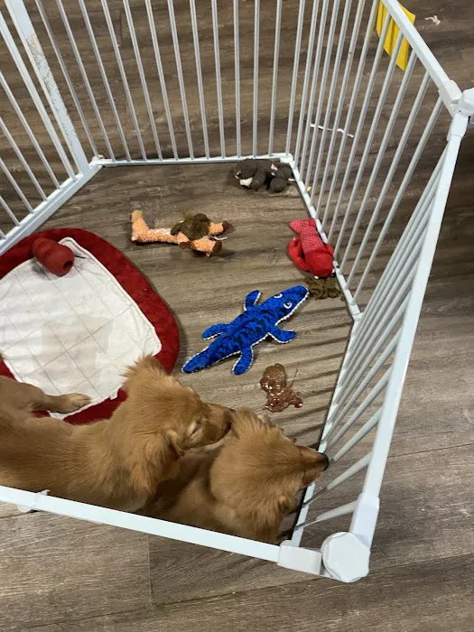 ALL PETS CLUB Picture 1