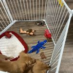ALL PETS CLUB