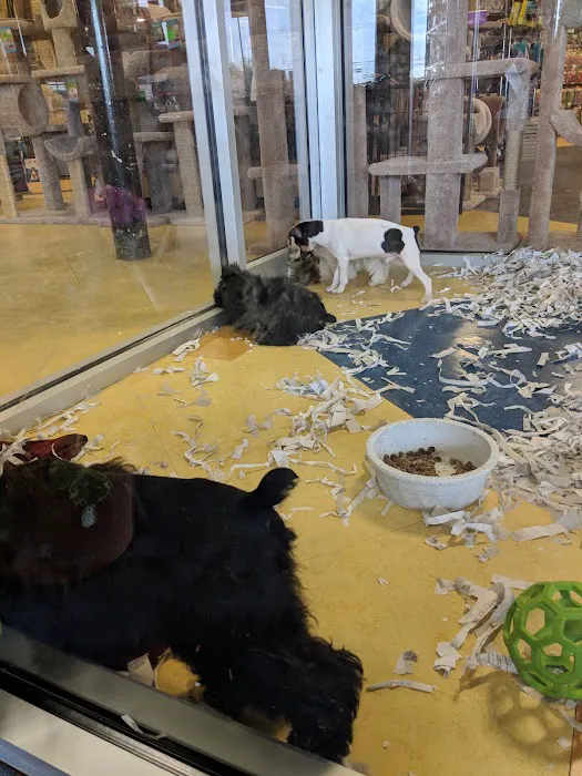 ALL PETS CLUB Picture 5