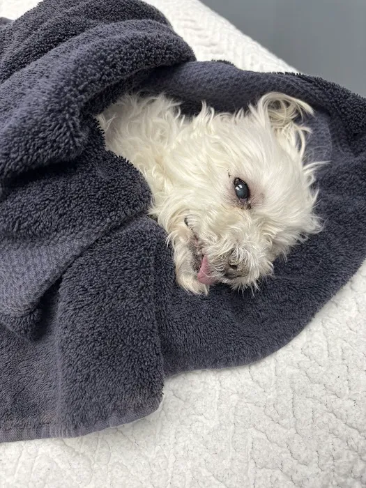 Vetmetis Veterinary Urgent Care and Wellness Picture 10