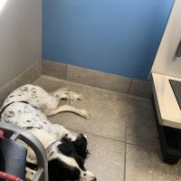 Douglassville Veterinary Hospital ico