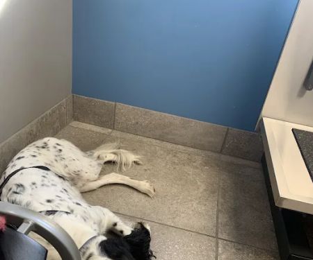 Douglassville Veterinary Hospital