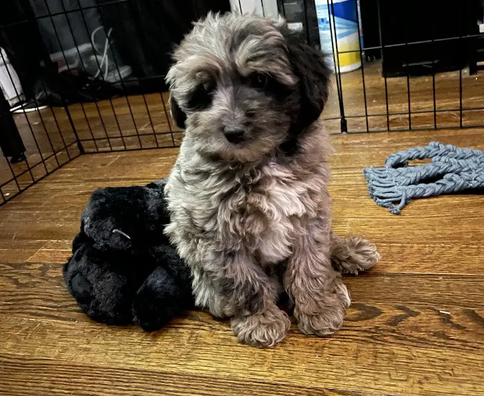ALL PETS CLUB Picture 2
