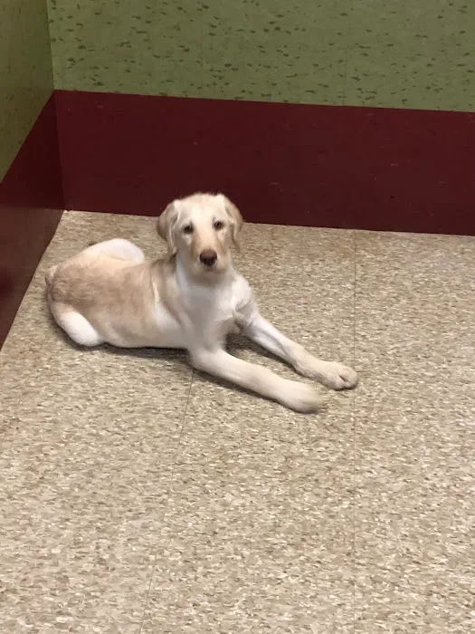 ALL PETS CLUB Picture 3