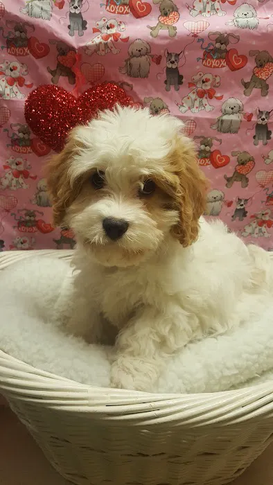 ALL PETS CLUB Picture 6
