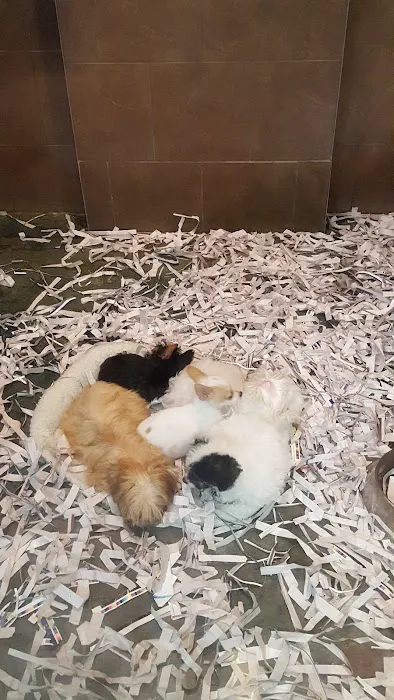 ALL PETS CLUB Picture 4
