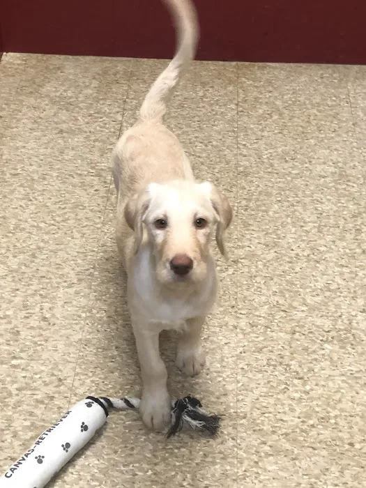 ALL PETS CLUB Picture 5