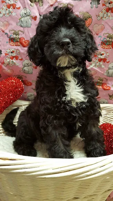 ALL PETS CLUB Picture 9